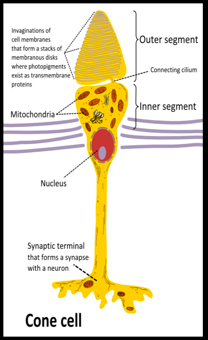 cone-diagram