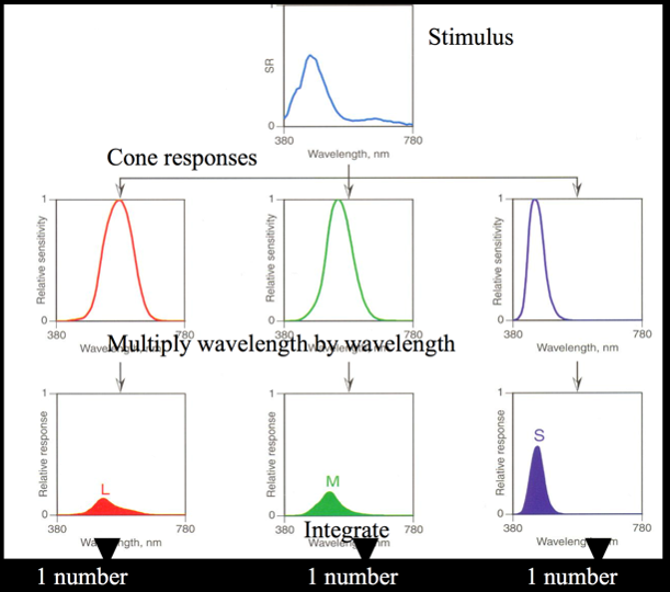 cone-response