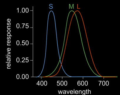 cone-sensitivity